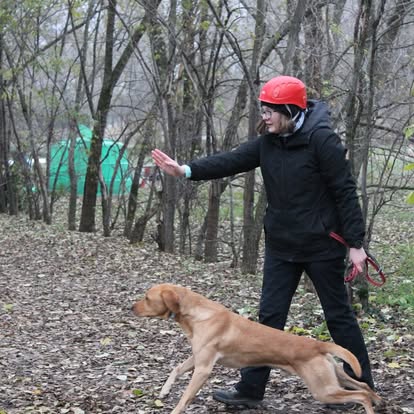 Direcționare în pădure