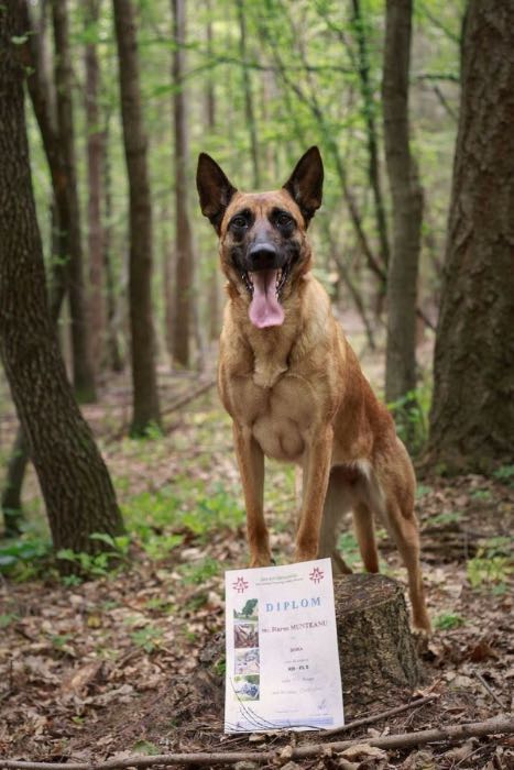 Dora, câine certificat RH-FL B
