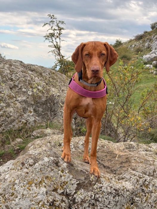 Nala, câine nou în echipă