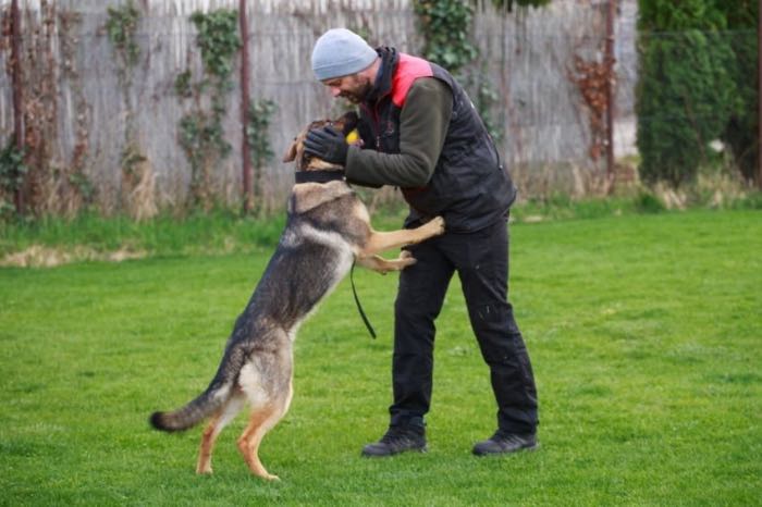 Tzushka, câine certificat RH-FL A